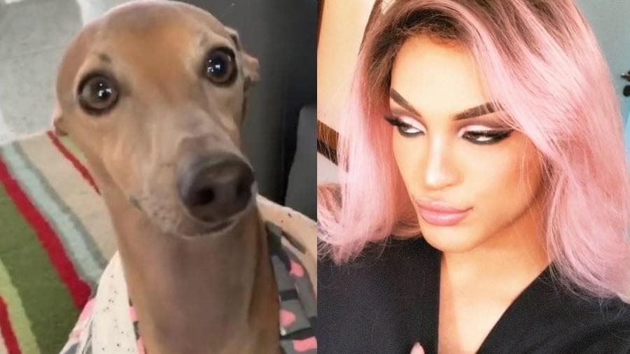 Plínio, cachorro de Anitta e Pabllo Vittar (Foto: Divulgação) Plínio, cachorro de Anitta e Pabllo Vittar (Foto: Divulgação)